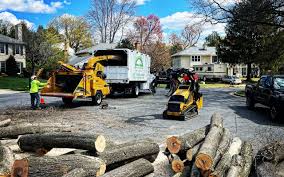 Best Tree Health Inspection  in Anthony, NM