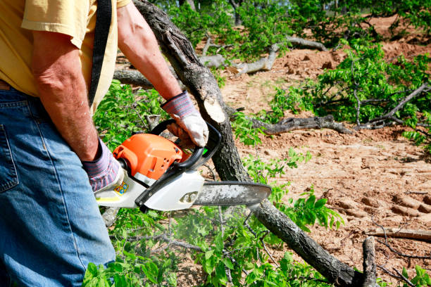  Anthony, NM Tree Care Services Pros